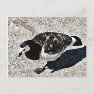 Barnacle Goose Animal Postcard