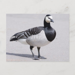 Barnacle Goose Postcard