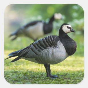 Barnacle Goose Standing Square Sticker