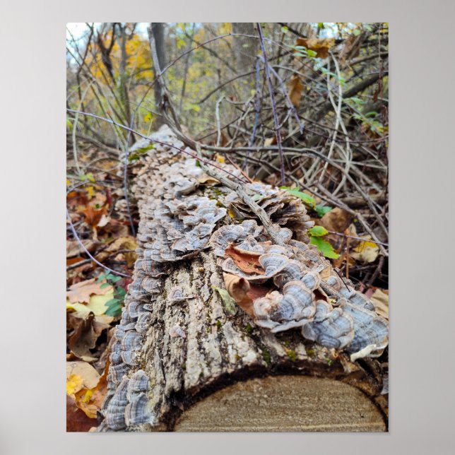 Barnacle Tree Log Poster (Front)