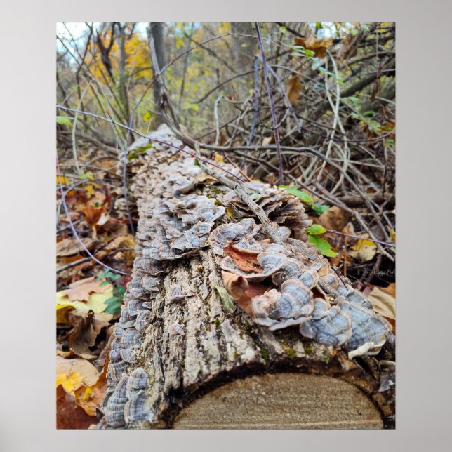 Barnacle Tree Log Poster (Front)