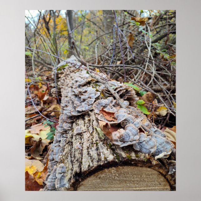 Barnacle Tree Log Poster (Front)