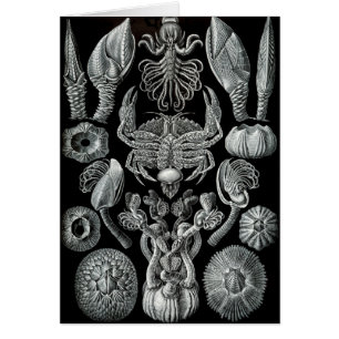 Barnacles