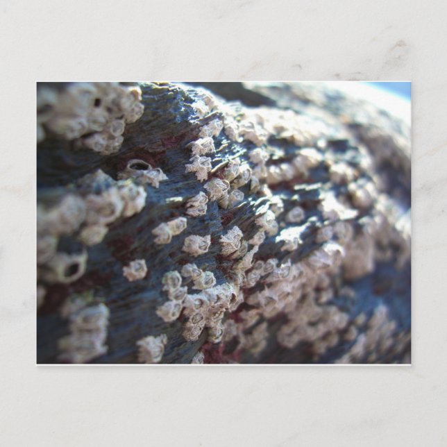 Barnacles 1 postcard (Front)