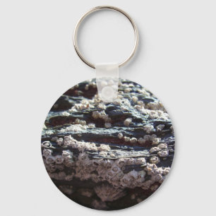 Barnacles 2 key ring