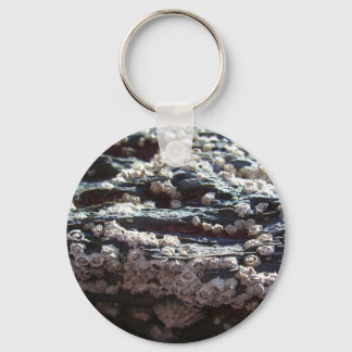 Barnacles 2 key ring