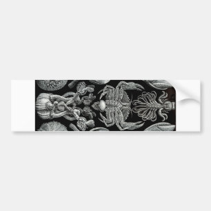 Barnacles Bumper Sticker