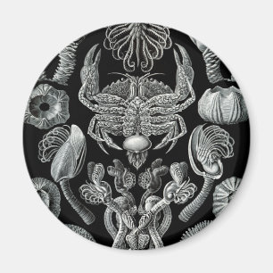 Barnacles Magnet