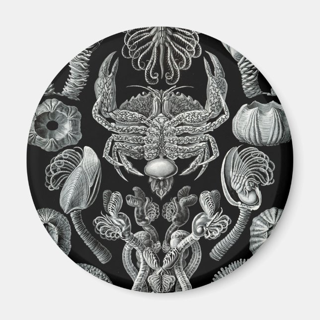 Barnacles Magnet (Front)