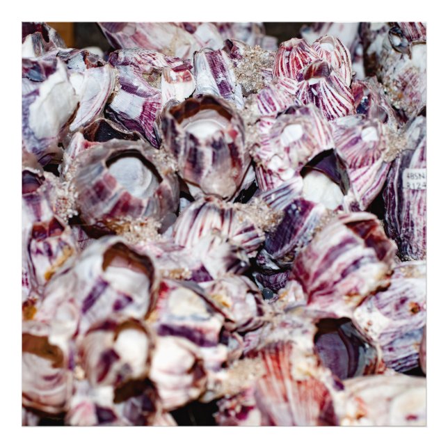 Barnacles Photo Print (Front)