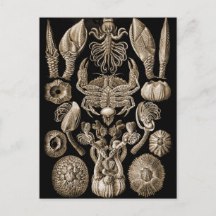 Barnacles Postcard