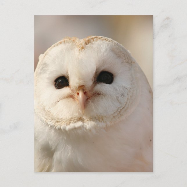 Barny the Barn Owl Postcard (Front)