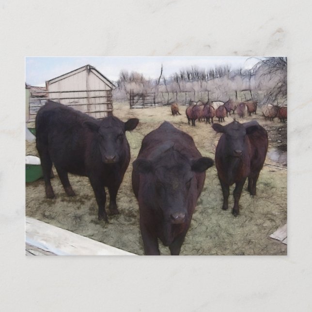 Barnyard Cattle Postcard (Front)