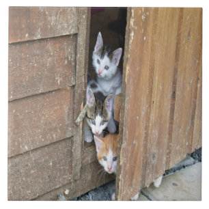 Barnyard Kittens Ceramic Tile