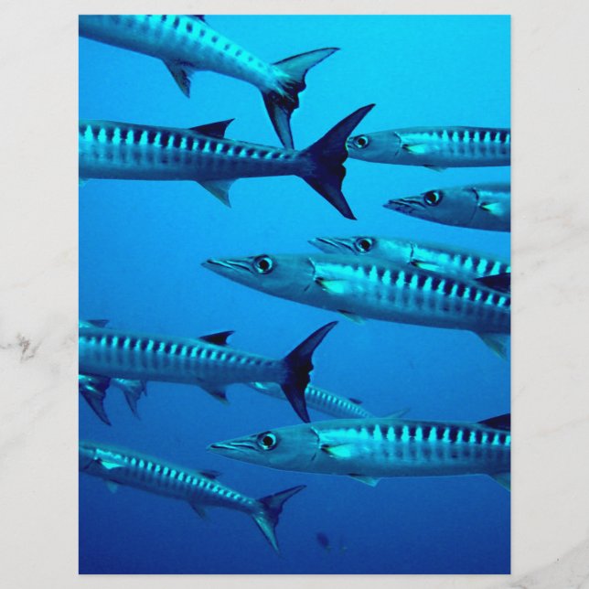 barracuda dive deep sea ocean water tropical wave (Front)