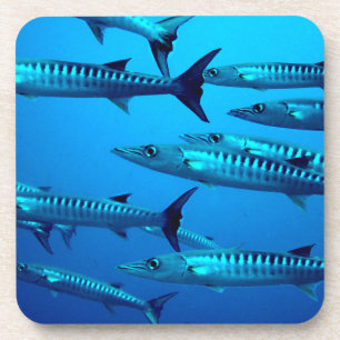 barracuda dive deep sea ocean water tropical wave coaster