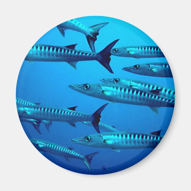 barracuda dive deep sea ocean water tropical wave magnet (Front)