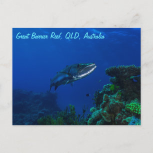 Barracuda on the Great Barrier Reef Postcard