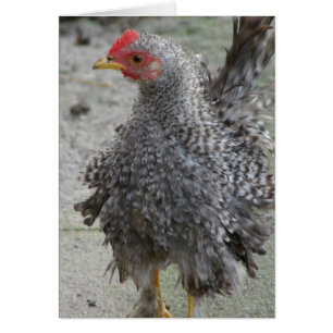 Barred Frizzle