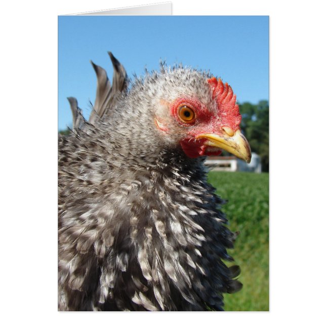 Barred Frizzle (Front)