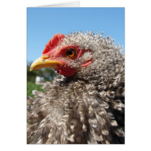 Barred Frizzle Cockeral