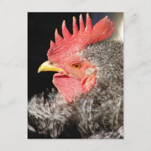 Barred Frizzle Rooster Postcard