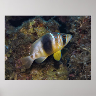 Barred Hamlet Poster
