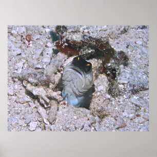 Barred Jawfish Poster