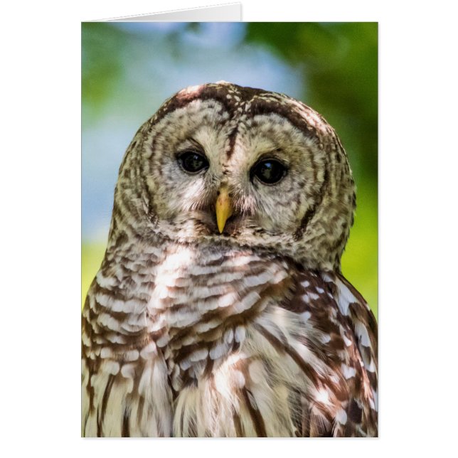 Barred Owl (Front)