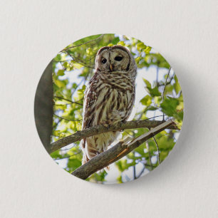 Barred Owl 6 Cm Round Badge