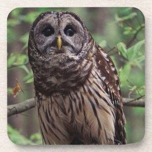 Barred Owl Beverage Coaster