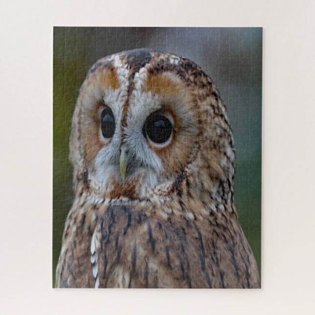 Barred Owl- Bird of Prey. Jigsaw Puzzle (Vertical)