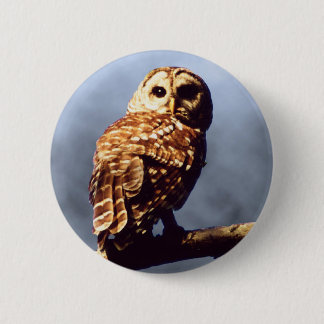 Barred Owl Button