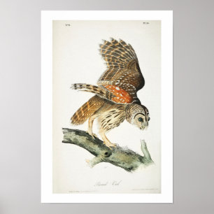 Barred Owl by Audubon Poster
