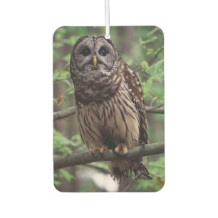 Barred Owl Car Air Freshener