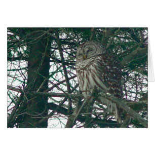 Barred Owl Card