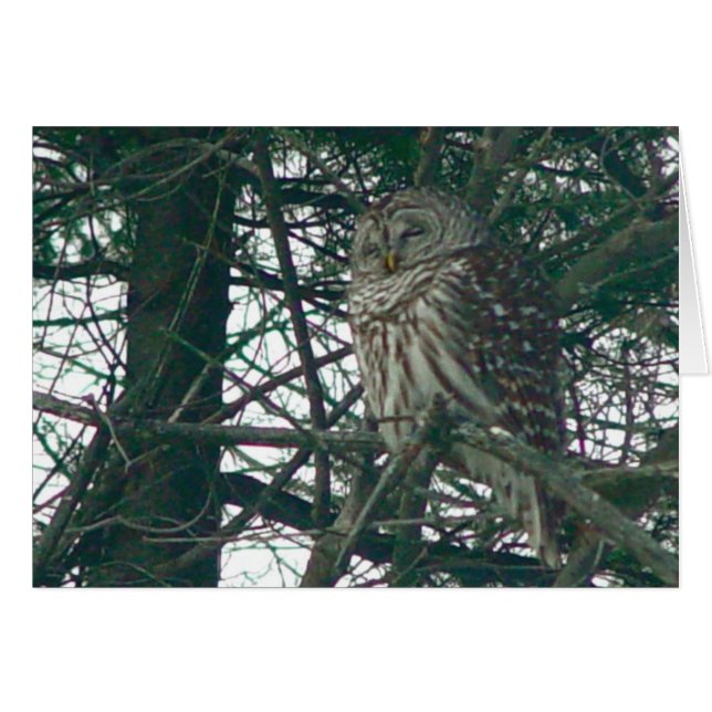 Barred Owl Card (Front Horizontal)