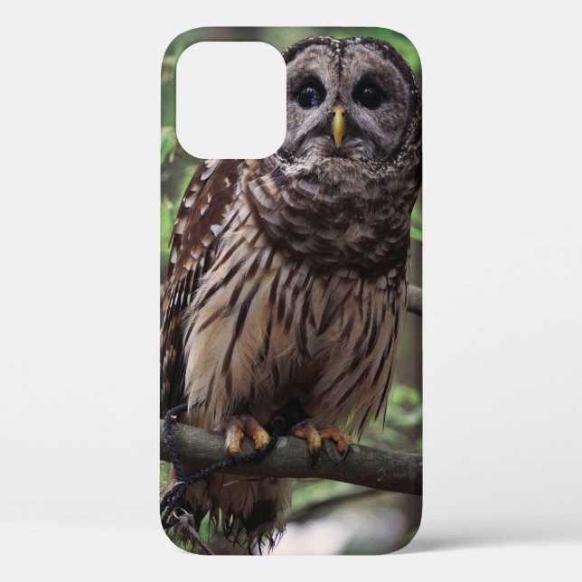Barred Owl Case-Mate iPhone Case (Back)