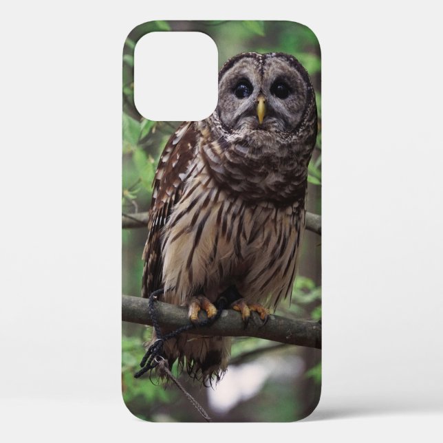 Barred Owl Case-Mate iPhone Case (Back)