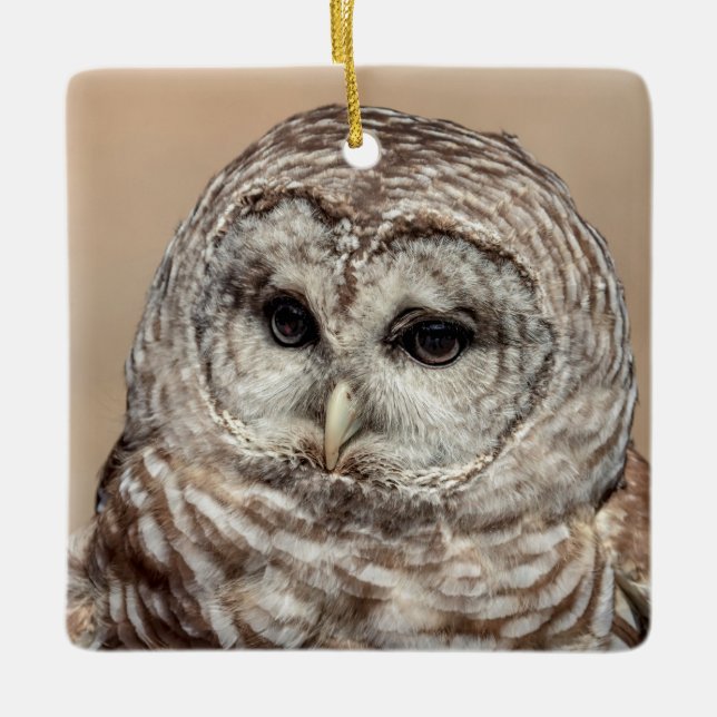 Barred Owl Ceramic Ornament (Front)