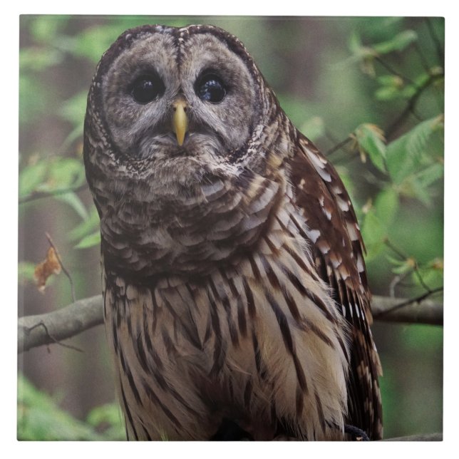 Barred Owl Ceramic Tile (Front)
