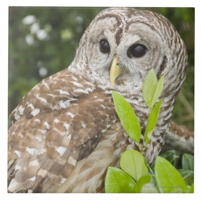 Barred Owl Ceramic Tile (Front)