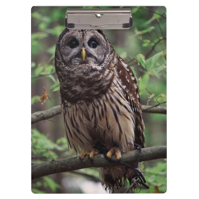 Barred Owl Clipboard (Front)