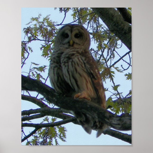 Barred Owl (close-up) Poster (Front)
