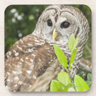 Barred Owl Coaster