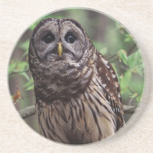 Barred Owl Coaster