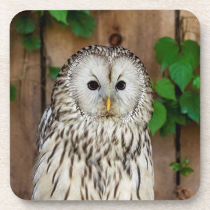 Barred Owl Coaster
