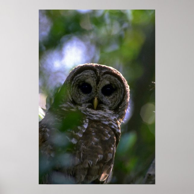 Barred owl, Everglades, Florida Poster (Front)