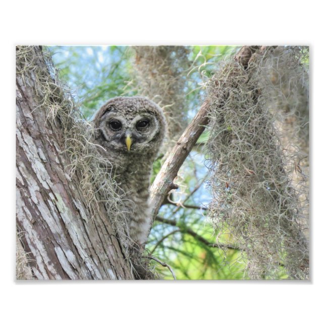 Barred Owl Fledgling in a Tree Photo Print (Front)