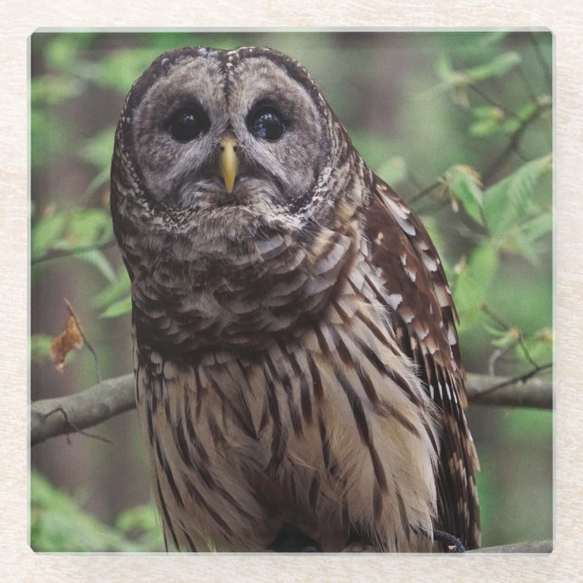 Barred Owl Glass Coaster (Front)